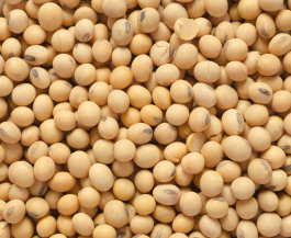 Organic Soy Isoflavones